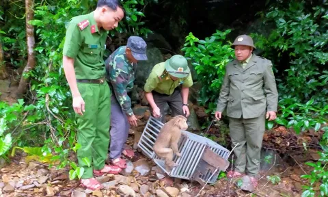 Hai cá thể khỉ quý hiếm được phát hiện trong vườn nhà dân có đặc điểm gì đặc biệt đáng chú ý?