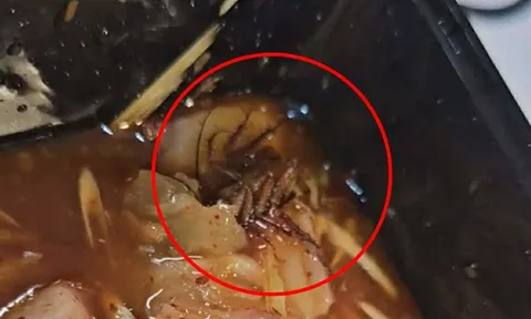 Ăn gần hết suất gân bò sốt Thái, khách hàng tá hỏa thấy gián: Chủ cửa hàng trần tình