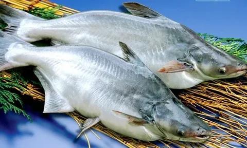 Ở Việt Nam có 1 loại cá được ví như "vàng trắng", đó là cá gì mà lên kệ siêu thị lớn tại Mỹ, Trung Quốc?
