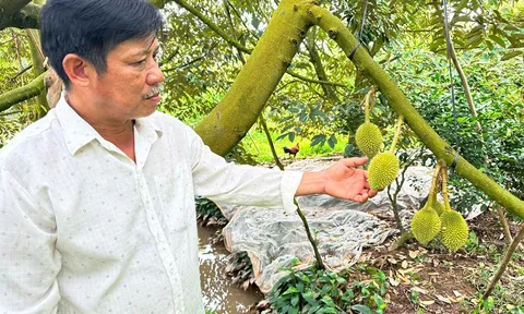 Loại "cây tỷ đô" giúp anh nông dân thu hàng tỷ đồng mỗi năm, là cây gì mà rất quen thuộc, ai cũng có thể biết?