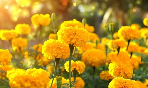 Loại cây quen thuộc ở Việt Nam, thường trồng dịp Tết, lại có tác dụng đặc biệt được người Trung Quốc hé lộ