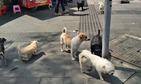 Từ 15/12, quay clip chó không rọ mõm gửi công an, người dân có bị xử phạt hay không?