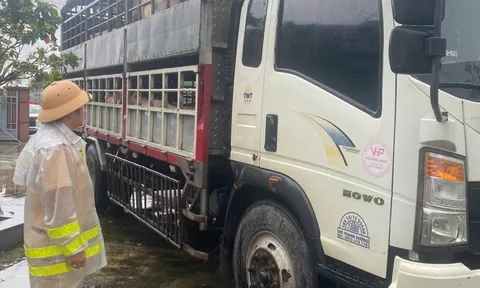 Phát hiện 2 ô tô tải chở heo nghi nhiễm bệnh, cảnh sát giao thông làm ngay điều này lúc 3h30 sáng