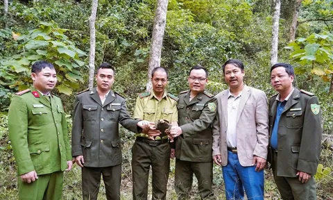 Người dân Nghệ An bắt gặp động vật hoang dã thuộc nhóm cực kỳ nguy cấp, nằm trong Sách đỏ Việt Nam và thế giới, là con gì?