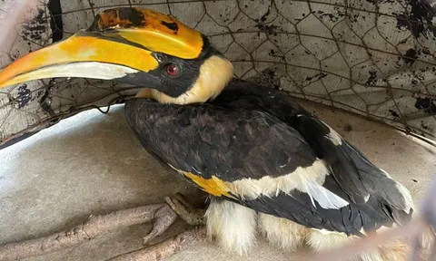 Chim hồng hoàng quý hiếm nặng 3kg bay lạc vào nhà dân ở TPHCM có đặc điểm gì đặc biệt?