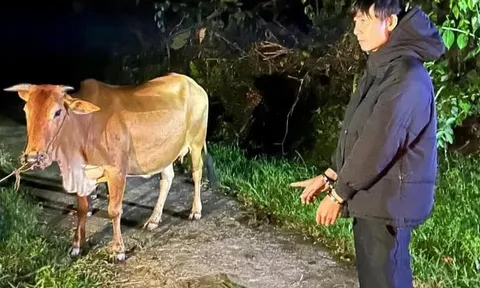 Nguyễn Nhật Phương dắt trộm 2 con bò bị xử lý thế nào?