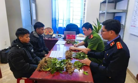 Đối tượng chuyên trộm cắp ở vùng sâm Ngọc Linh sa lưới, hé lộ danh tính