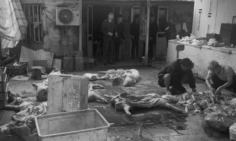 Khởi tố bị can đối với 6 đối tượng trong đường dây giết mổ, tiêu thụ lợn bệnh ở Hưng Yên