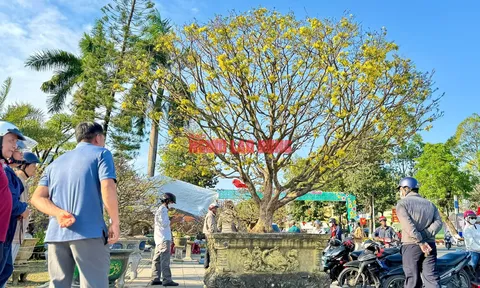 Cây mai được trả giá hơn 1 tỉ đồng, chủ nhân chưa muốn bán, có hình dáng ra sao mà "chảnh" đến vậy?