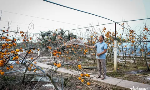 Cây hồng cổ 100 năm tuổi được trả giá 500 triệu đồng ở Ninh Bình có gì đặc biệt?