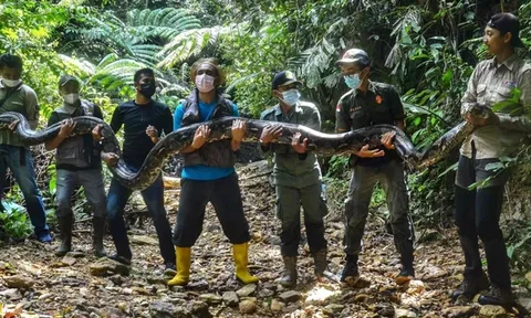 Chạm mặt "quái thú" dài hơn 7m, nặng gần 100kg: Là con gì mà khiến ai thấy cũng phải hoảng hốt?