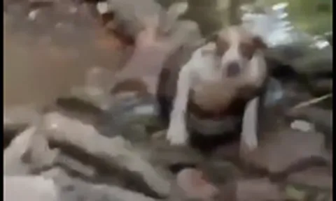 Clip: "Cuộc chiến" chó nhà và trăn khủng cùng cái kết bất ngờ