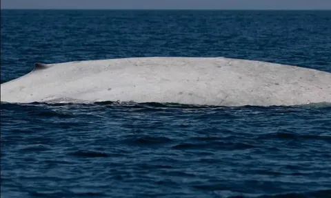 Sinh vật biển cực quý hiếm xuất hiện tại khu bảo tồn biển nổi tiếng có gì đáng chú ý?