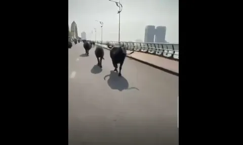 Clip: Đàn trâu chạy rông vượt qua cầu Rồng ở Đà Nẵng khiến người dân hoảng hốt