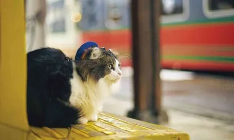 Từ 15/5/2026, mang chó mèo lên tàu có thể bị phạt đến 1 triệu đồng theo Nghị định 81 thế nào?