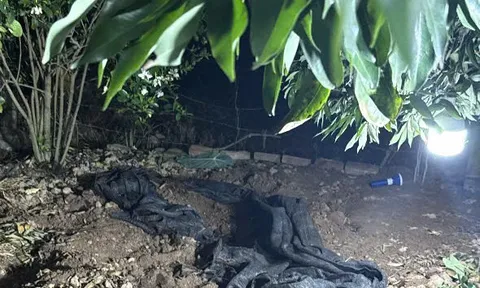 Vụ sát hại cụ bà 87 tuổi trong vườn chuối ở Hải Phòng: Nghi phạm trốn trên cây rồi tụt xuống đi tìm kiếm nạn nhân như chưa có chuyện gì xảy ra