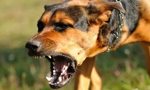 Thương tâm: Thiếu nữ 17 tuổi bị chó dữ cắn tử vong khi đến nhà bạn học nhóm