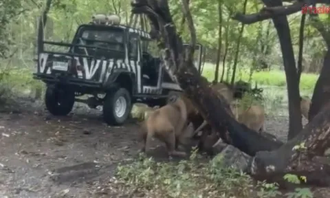 Cả bầy sư tử cắn xé nhân viên vườn thú trước mắt hàng chục du khách