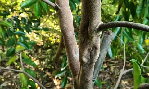 Loại cây có nguồn gốc Trung Quốc được ví như ‘vàng lỏng lộ thiên’ tại Việt Nam, người trồng thu về hàng tỷ đồng/kg