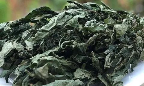 Việt Nam là nước sở hữu loại lá đắt đỏ bậc nhất thế giới, 150 triệu đồng mới mua được 1 kg lá sấy khô