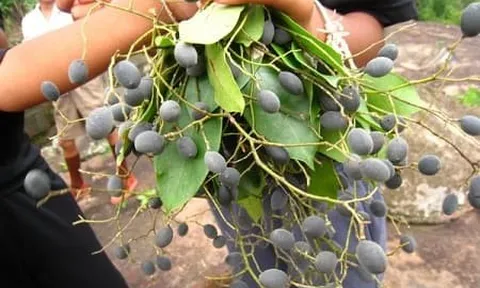 Bí ẩn "vàng đen" giữa rừng sâu 4 năm mới có 1 lần: Cả làng bỏ việc đổ xô vào rừng săn lùng, kiếm gần nửa triệu đồng mỗi ngày