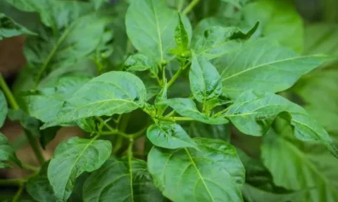 Việt Nam mọc đầy loại lá ví như 'nhân sâm cho người nghèo' mà ít ai biết: giàu dinh dưỡng hơn cả sữa, một kho vitamin quý hơn thịt cá!