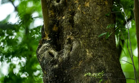 Không phải sâm Ngọc Linh, loài cây này mới là ‘báu vật thật sự’ của Việt Nam: Từng suýt tuyệt chủng, giá trị khiến thế giới kinh ngạc!