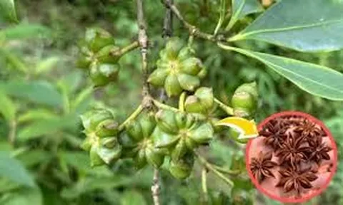 Sửng sốt: Một loại hoa khô từng bị lãng quên nay hóa "vàng ròng", mang về hơn 1.000 tỷ chỉ sau 8 tháng!
