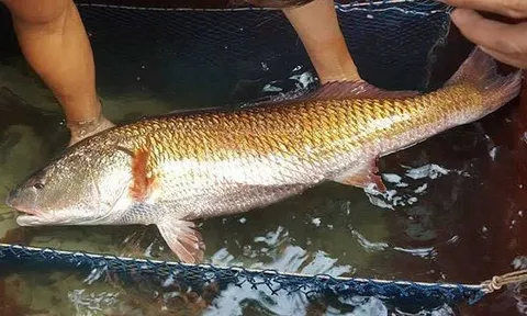 Một loại cá trong bụng chứa "báu vật đắt hơn vàng" có ở Việt Nam: 1kg bong bóng giá hơn 1 tỷ đồng, ngư dân bắt được 1 con là đủ ăn cả đời