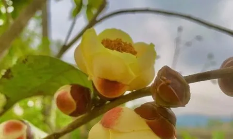 Làm giàu không khó: Thương lái Trung Quốc “vét sạch” loại hoa Việt Nam này, mua cả gốc rễ, giá cao ngất ngưởng gần 2 chỉ vàng/kg khiến dân tình sững sờ!