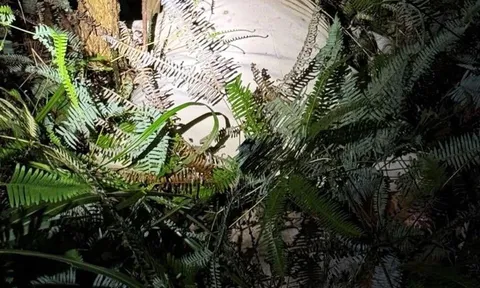 Phát hiện thi thể nữ giới đang phân huỷ trong bao tải, hung thủ vẫn chưa lộ diện