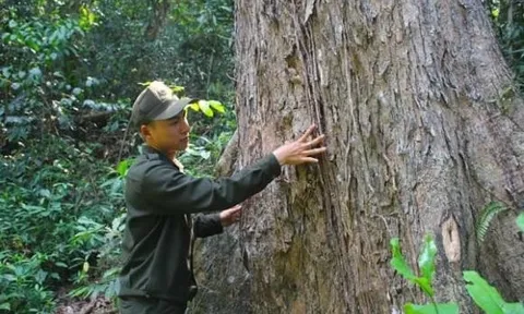 Cực phẩm gỗ quý hiếm nằm trong Sách đỏ Việt Nam: Mất 8 thế kỷ mới lớn đủ tuổi thu hoạch, giá đắt ngang kim cương