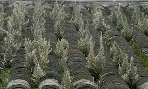 Bí ẩn một loại cây được ví như "thần nhà" và "thần tài": Thương lái Trung Quốc gom mua để làm gì?