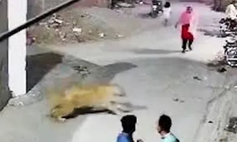 Camera ghi lại khoảnh khắc sư tử trèo tường tấn công người dân trên phố, 3 mẹ con nhập viện