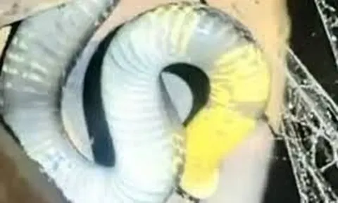 Kinh hãi rắn hổ mang chúa dài 3,5m nằm vắt vẻo trên xà nhà, hai vợ chồng già thức trắng suốt đêm vì sợ