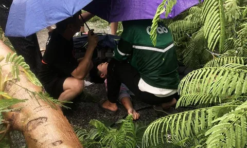 Cây phượng lâu năm bất ngờ gãy đôi giữa phố, đè trúng người đi đường