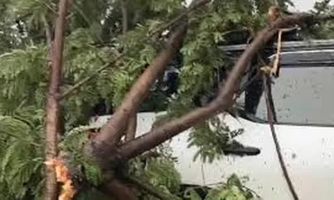 Giải cứu nhiều người mắc kẹt trong ô tô bị cây đổ đè giữa tâm bão Bualoi