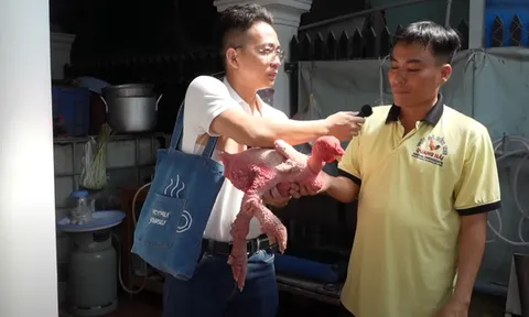 500 triệu cho con gà không lông độc nhất ở Việt Nam: Bí mật đằng sau thú chơi xa xỉ