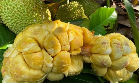 Không phải sơn hào hải vị, Việt Nam sở hữu loại quả thơm nức: Người Tây tò mò, báo Anh gọi là “viên ngọc ẩm thực của châu Á”