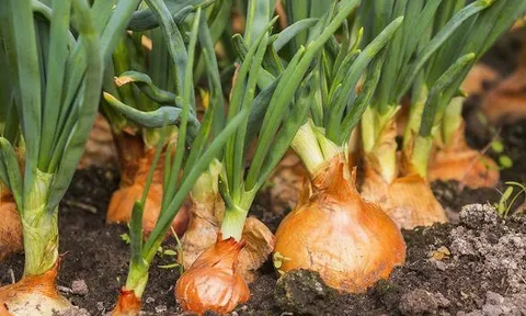 Muốn bồi bổ không nhất thiết phải tốn kém: 3 loại rau củ giá rẻ tưởng bình thường, lại chứa dưỡng chất quý cho nam giới