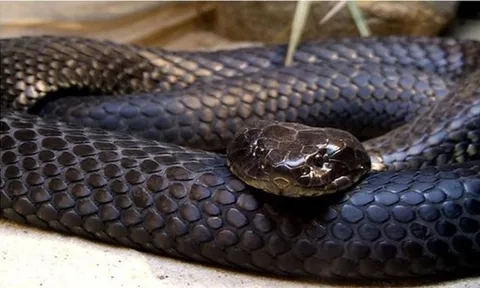 Bị rắn độc cắn khi đang làm đồng, người phụ nữ rơi vào hôn mê: 12 giờ giành lại sự sống