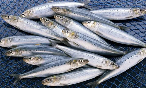 Không phải cá hồi, đây là 3 loại cá “bổ của bổ” được chuyên gia Mỹ khuyên ăn: Số 1 là "quán quân" omega-3, bán đầy chợ Việt