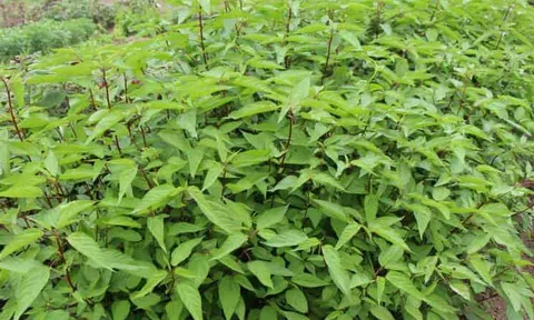 Nhìn thì ngán, ăn lại nhớ: Thứ rau "nhơn nhớt", bán đầy chợ Việt nhưng nhiều người chê hóa ra lại là “kho dinh dưỡng” ít ai ngờ