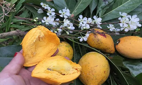 Một loại quả quê âm thầm "lột xác": Xưa rụng đầy gốc không ai ăn nay được săn lùng vì một lý do đặc biệt