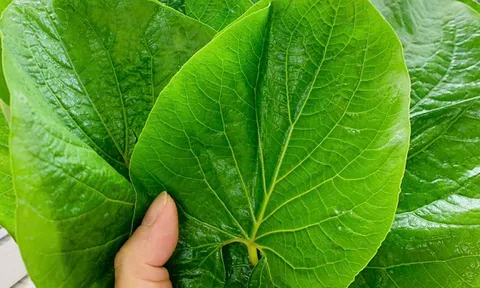 Một loại lá mọc bờ bụi xưa ít ai biết nay được dân sành ăn săn lùng: Giá tới 250.000 đồng/kg, là “linh hồn” món nướng