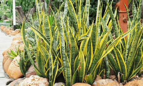 4 “vua sống sót” trong làng cây cảnh: Sống dai đến khó tin, dân bận rộn cứ trồng là hợp