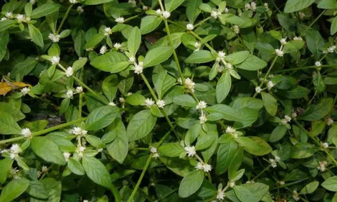 Từng mọc đầy ven mương, chỉ để cho gia súc ăn, loại rau này nay “đổi vai” thành đặc sản được săn tìm