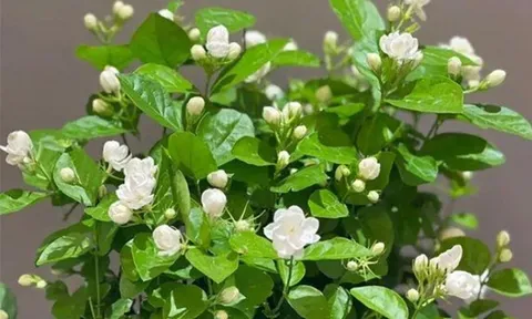 Top loài hoa không cần khoe sắc vẫn khiến người ta “nghiện” vì hương thơm, vị trí số 1 có mặt khắp Việt Nam