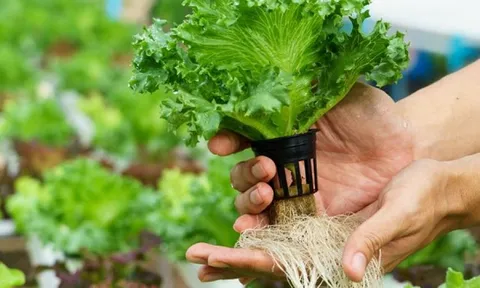 Không cần vườn, không cần đất: 3 loại rau vẫn thu hoạch đều mỗi tháng