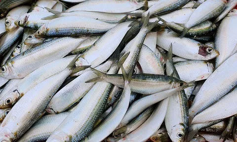 Không phải cá hồi: 3 loại cá “bé xíu” giá rẻ đầy chợ Việt nhưng "bổ ngang hàng", còn ít thủy ngân